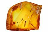 Detailed Fossil Cranefly and Humpbacked Fly in Baltic Amber #145493-3